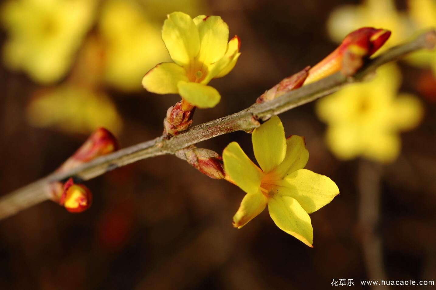 迎春花的特点 迎春花图片分享