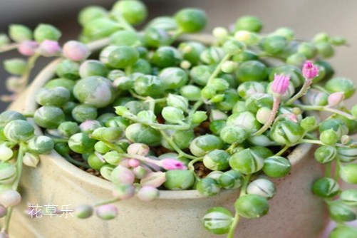 珍珠吊兰腐烂怎么办?这样挽救你的珍珠吊兰很快爆盆成瀑布