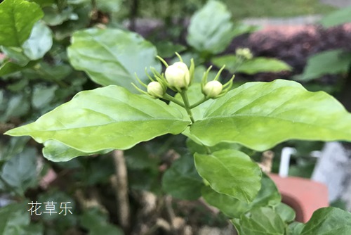 茉莉花花语及茉莉花象征意义